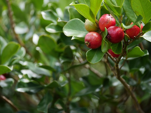 עץ גויאבה- תותית אדומה