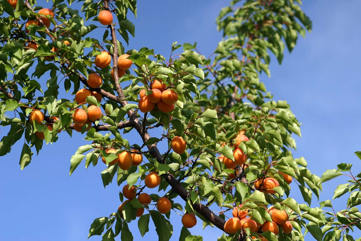 עץ אפרסק- ארלי ספרינג
