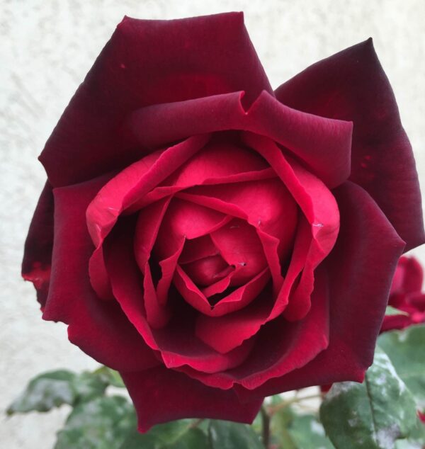ורד חשוף שורש זן אוקלהומה. משתלת מרמלשטיין