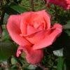 הרמוני - ורד חשוף שורש. משתלה בגן יבנה
