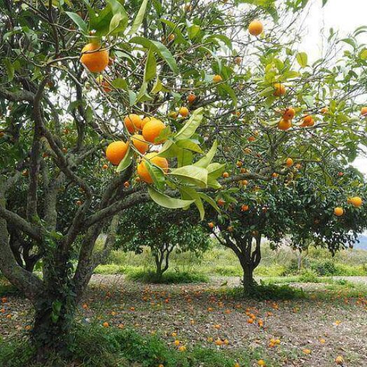 עצי פרי – וויטמינים בלי לצאת מהבית