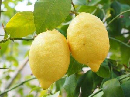 טיפול בעץ לימון