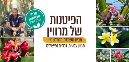 הפיטנות של מרווין משתלת מרמלשטיין - מבחר עצי פיטנה (פלומריה ריחנית) במגוון צבעים וגדלים