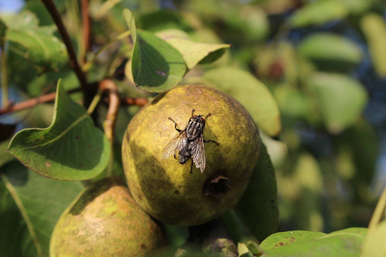 המדריך של מורדי דרכי טיפול בזבוב הפירות