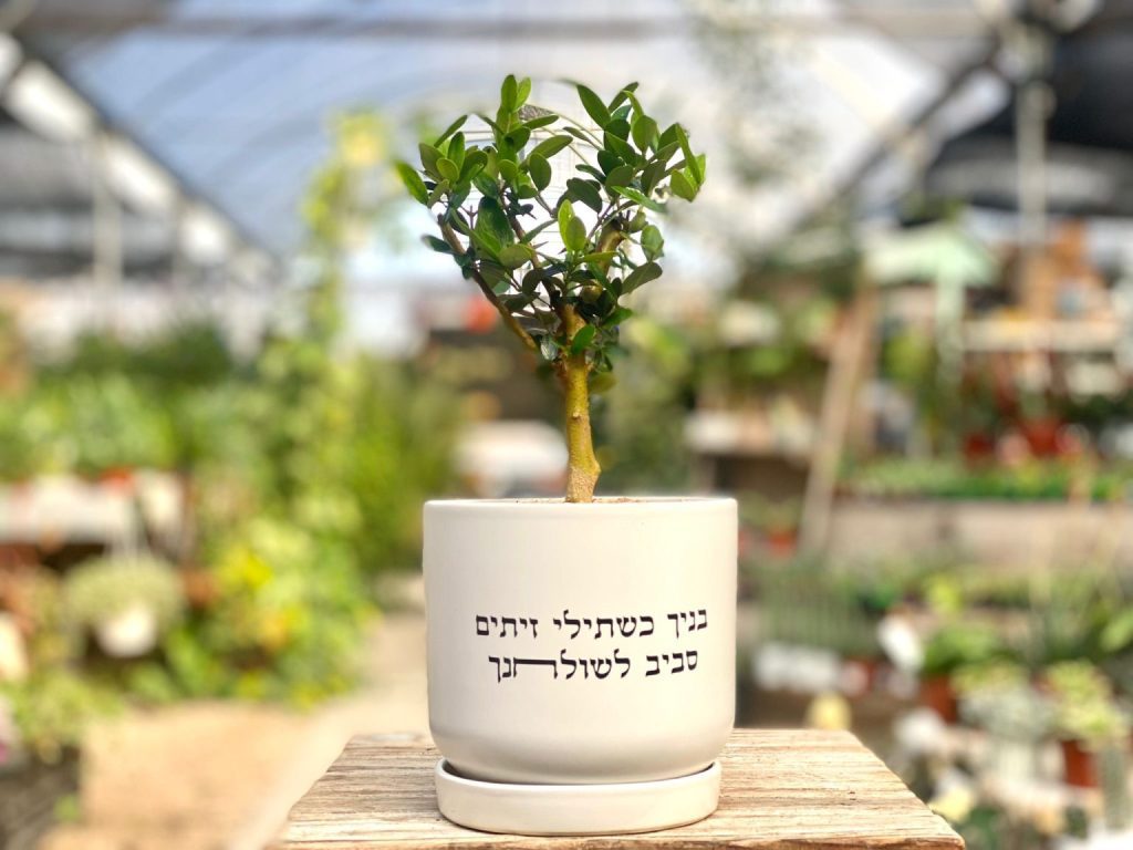 צור עציץ זית ננסי שתול בכלי לבן