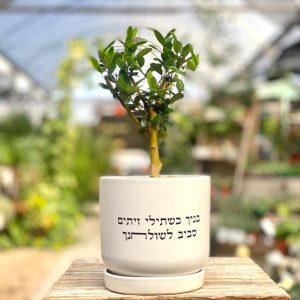 צור עציץ זית ננסי שתול בכלי לבן