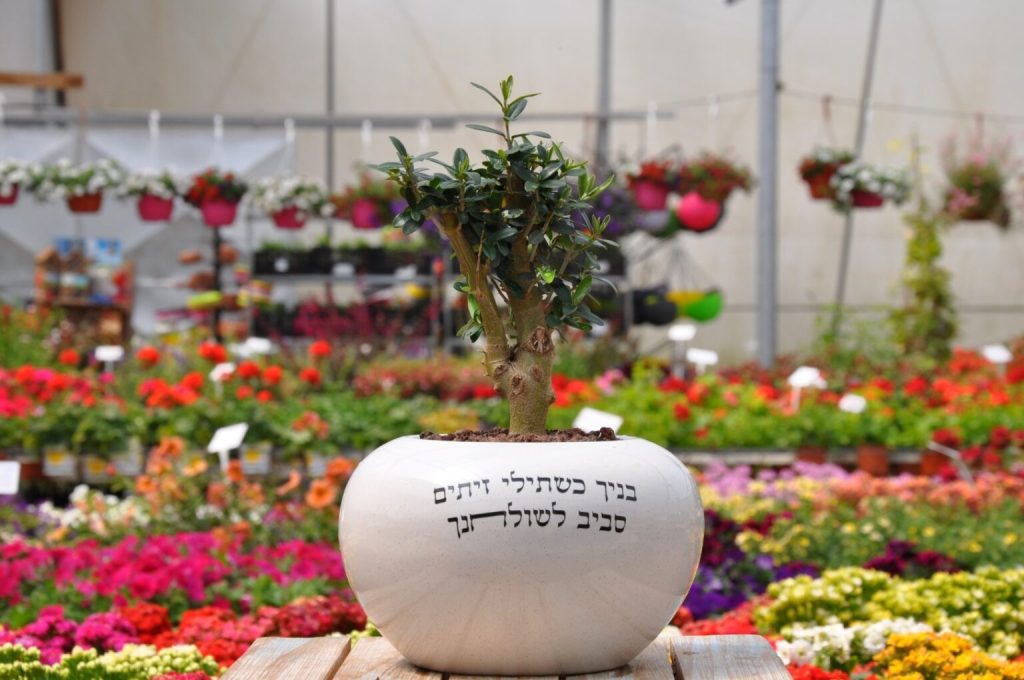 מתנה זית זית ננסי בכלי עם כיתוב מרגש