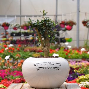 מתנה זית זית ננסי בכלי עם כיתוב מרגש
