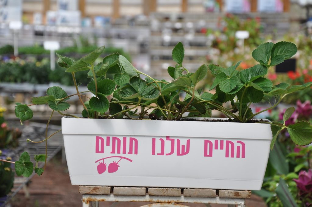 אדנית תותים ממותגת שתעשה לכם טוב על הלב!