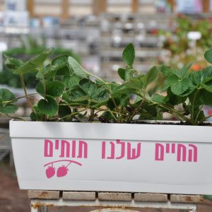 אדנית תותים ממותגת שתעשה לכם טוב על הלב!