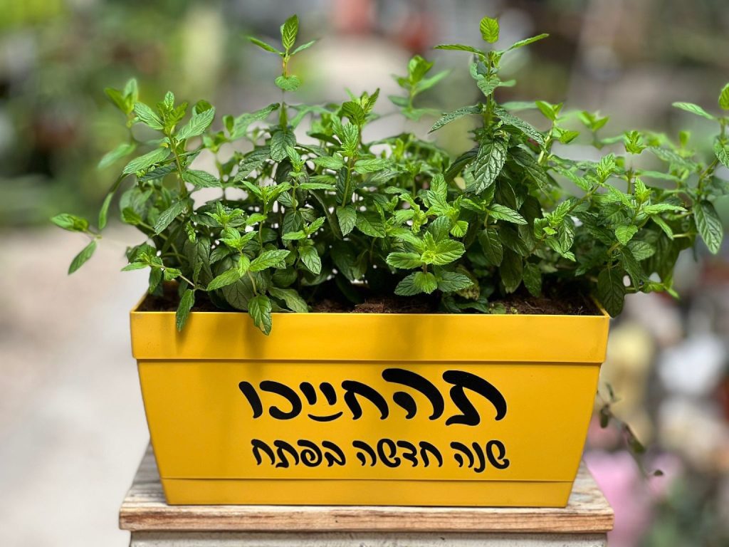 אדנית מקורית ומהממת שמבשרת על בוא השנה החדשה!