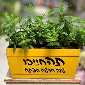 אדנית מקורית ומהממת שמבשרת על בוא השנה החדשה!