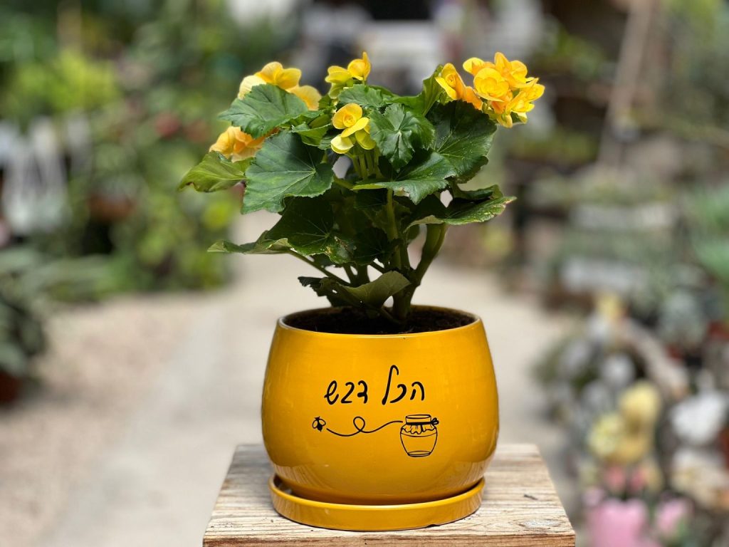 מתנה גפנים מתוקה שתזכיר לכם שהכל דבש!