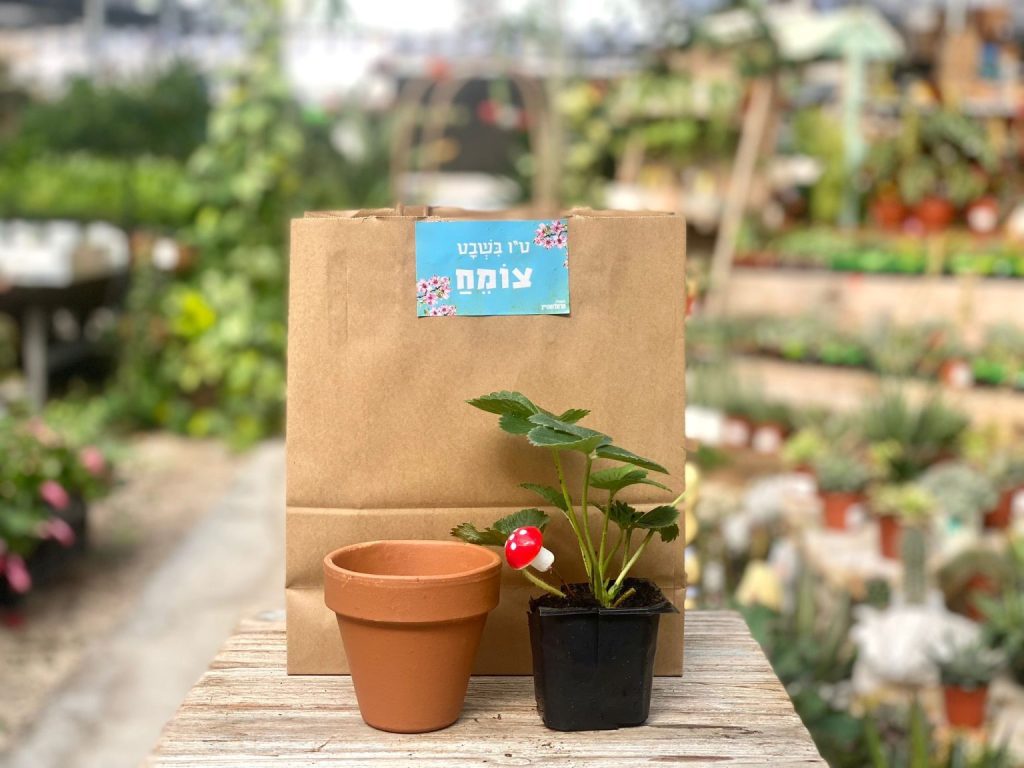 מתנה קטנה ומתוקה לטו בשבט, מצויינת לפעילות בגנים ובמסגרות חינוך:)