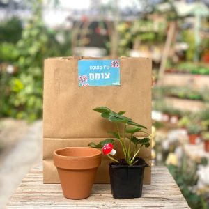 מתנה קטנה ומתוקה לטו בשבט, מצויינת לפעילות בגנים ובמסגרות חינוך:)