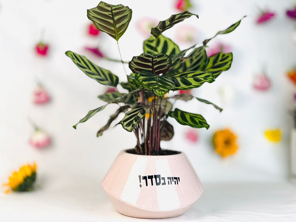 הצמח עם העלים הכי מיוחדים בכלי עם מיתוג אופטימי!