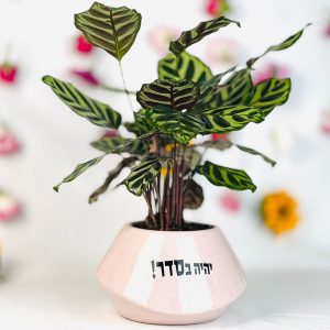 הצמח עם העלים הכי מיוחדים בכלי עם מיתוג אופטימי!