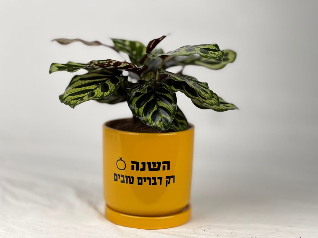 מזכרת מקסימה שתשדרג כל בית!