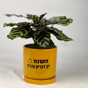 מזכרת מקסימה שתשדרג כל בית!