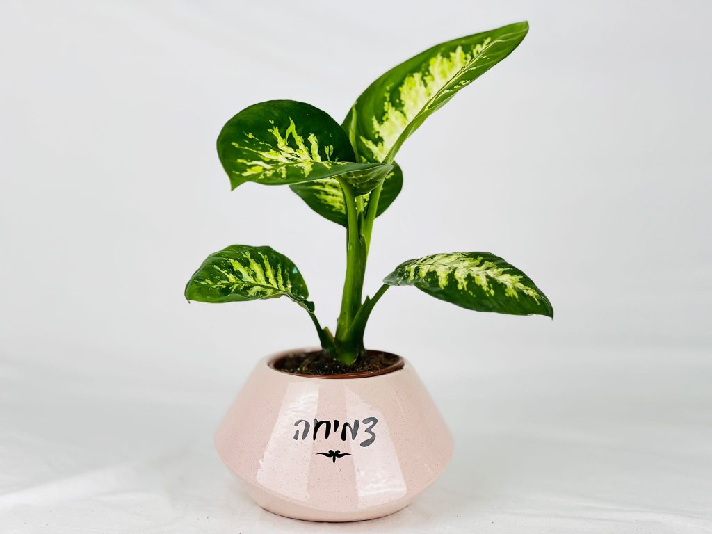 כלי אובלי מהמם במיתוג מתוק