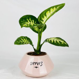 כלי אובלי מהמם במיתוג מתוק
