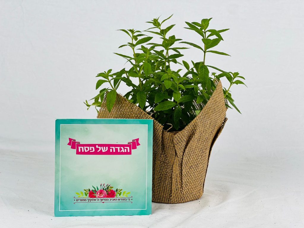 מזכרות לאירועים, תבלין והגדה