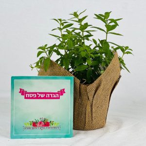 מזכרות לאירועים, תבלין והגדה