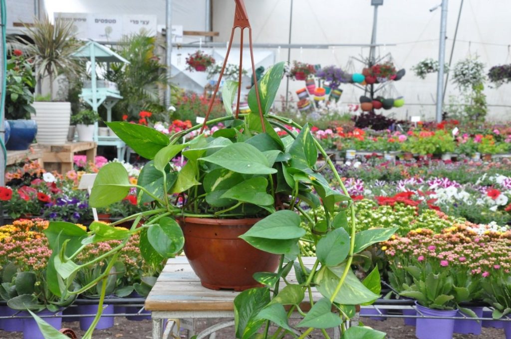 עציץ פוטוס זהוב (Pothos) תלוי למכירה - משתלת מרמלשטיין צמחי בית נשפכים