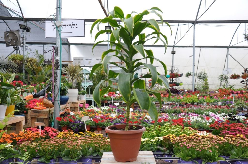 דרצנה לימון ליים (Dracaena Lemon Lime) מגוונת בעציץ חום דקורטיבי על רקע משתלת מרמלשטיין בגדרה