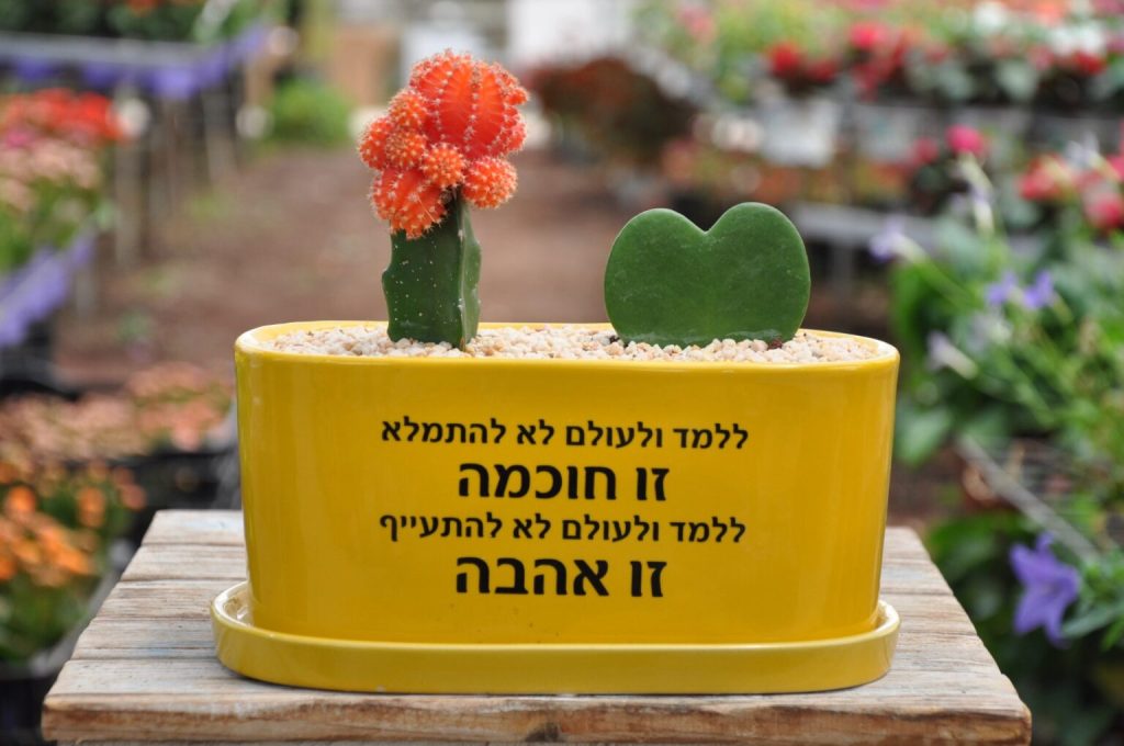 מתנה להב תודו שזה השילוב צמחים הכי מהמם שיש! מתנה מדוייקת :)