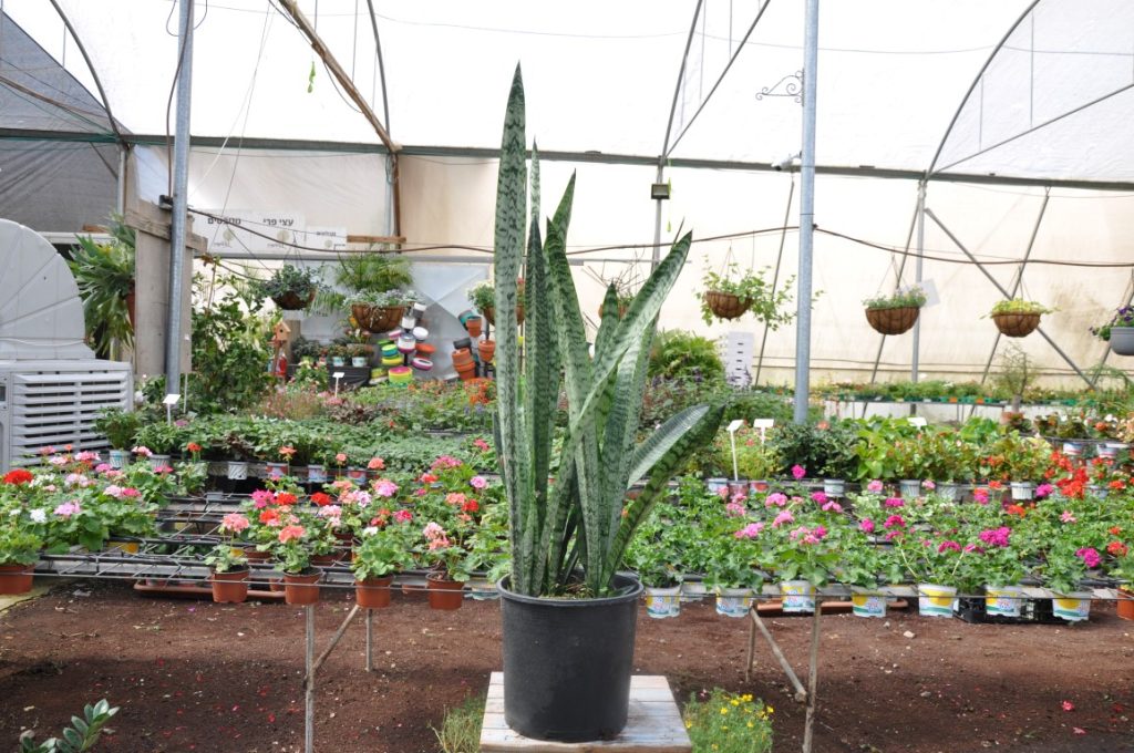 צמח סנסיוויריה זילניקה (Sansevieria) גבוה בעציץ שחור - משתלת מרמלשטיין צמחי בית עמידים