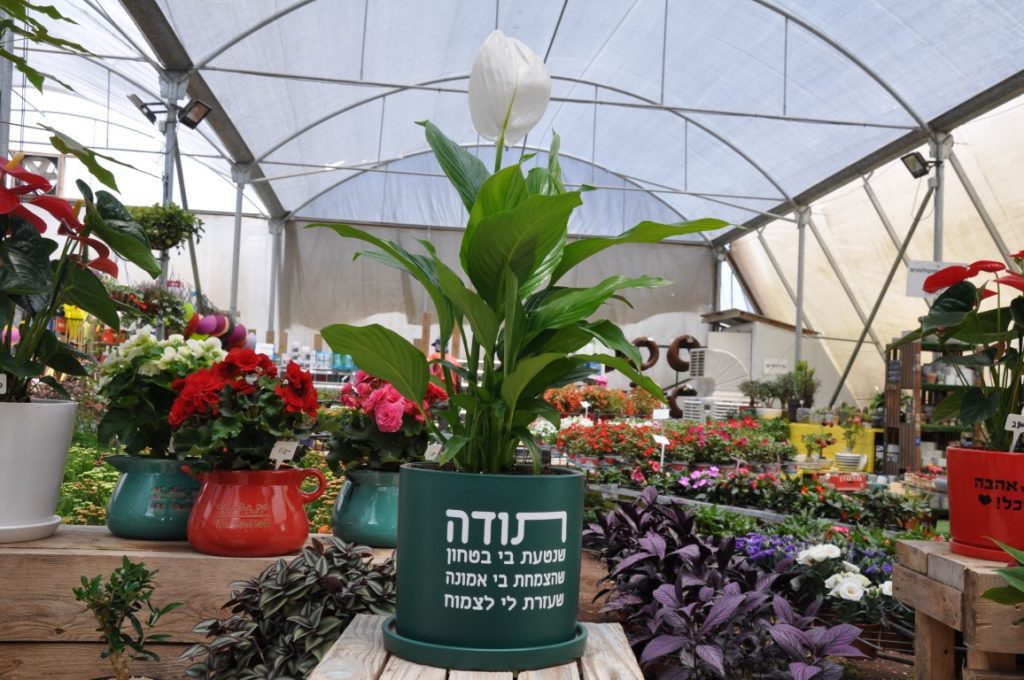 מתנה דיאנה כלי קרמיקה עם צמח בית ממותג!