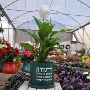 מתנה דיאנה כלי קרמיקה עם צמח בית ממותג!