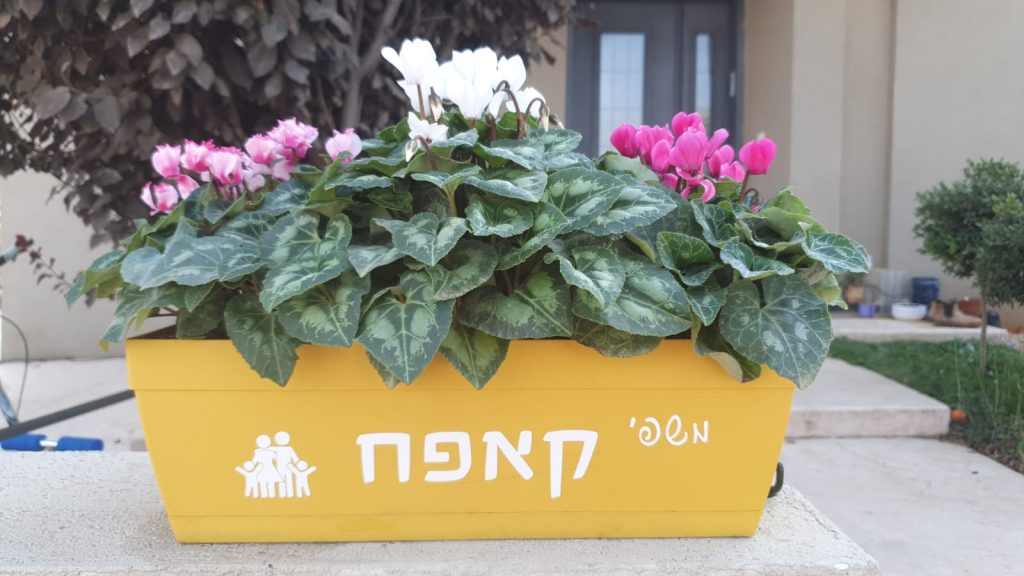 אדנית רקפות משפחתית האדנית הכי משפחתית שיש לבית של אהבה!