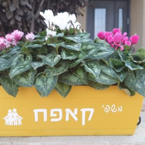 אדנית רקפות משפחתית האדנית הכי משפחתית שיש לבית של אהבה!