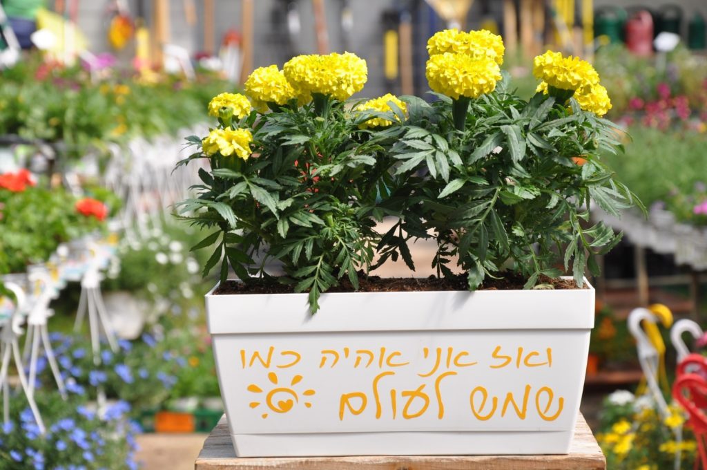 אדנית שמש לעולם מתנה מושלמת למרפסת או לכניסה לבית:)