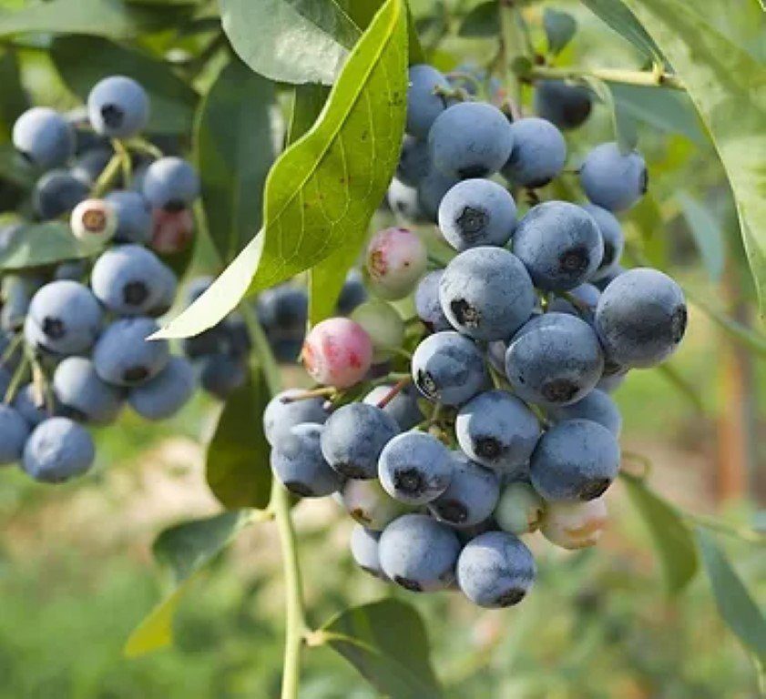 צמחי גינה ומרפסת, שיחי פרי, עצי פרי