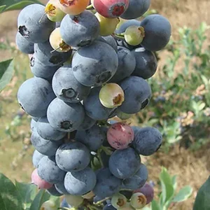 צמחי גינה ומרפסת, שיח פרי