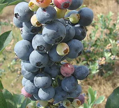 צמחי גינה ומרפסת, שיח פרי