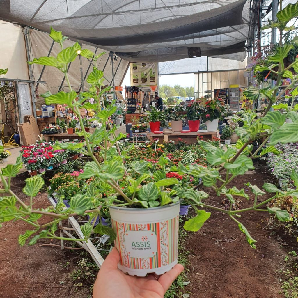 צמחי גינה ומרפסת, פורח רב שנתי