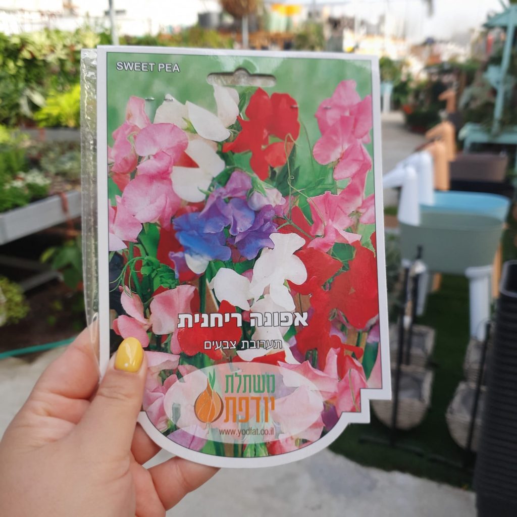 צמחי גינה ומרפסת, עונתי של חורף, פקעות
