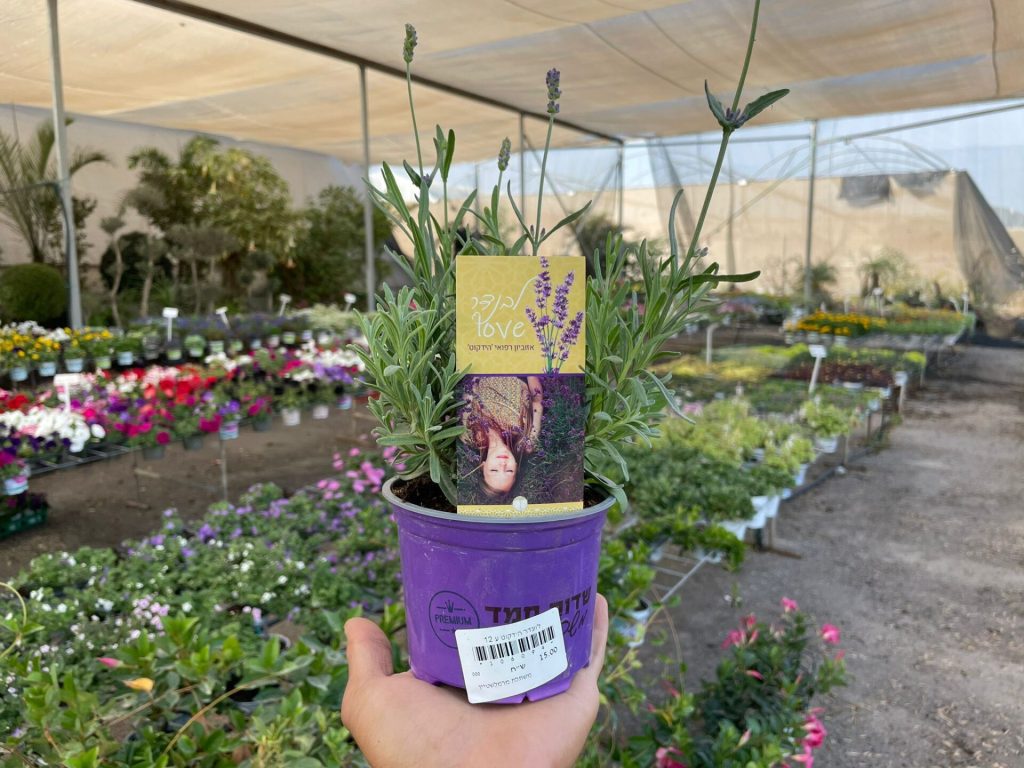 צמחי גינה ומרפסת, פורח רב שנתי