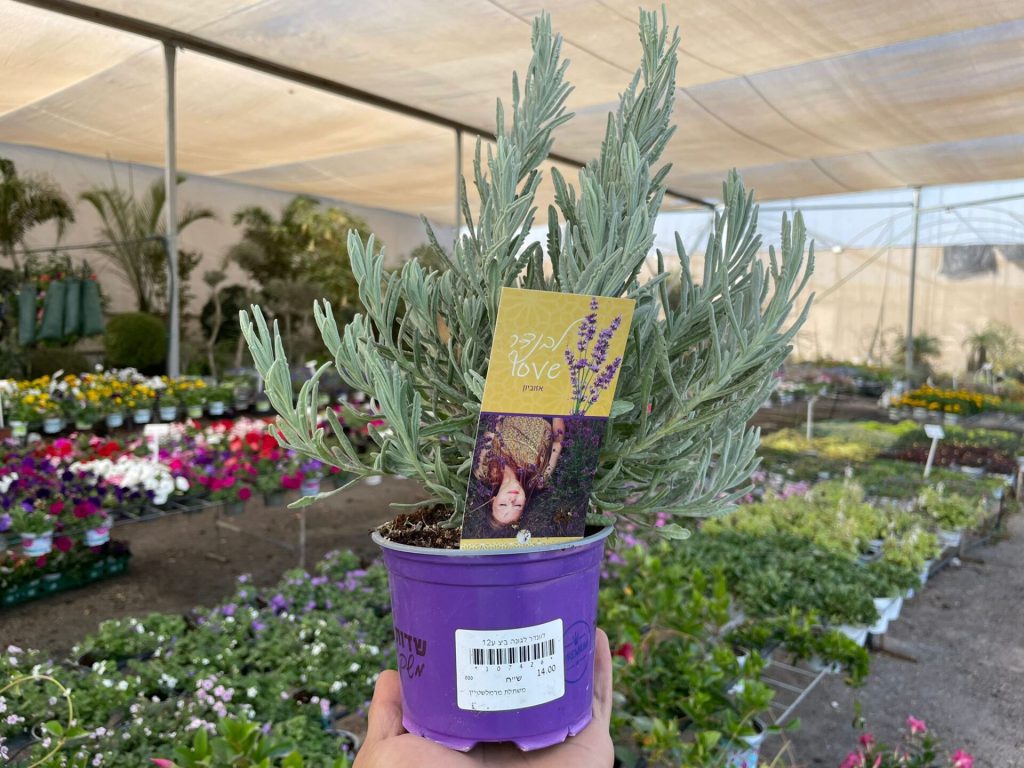צמחי גינה ומרפסת, פורח רב שנתי