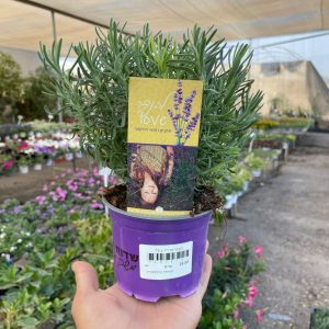 צמחי יגנה ומרפסת, פורח רב שנתי