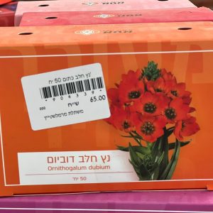 צמחי גינה ומרפסת, עונתי של חורף