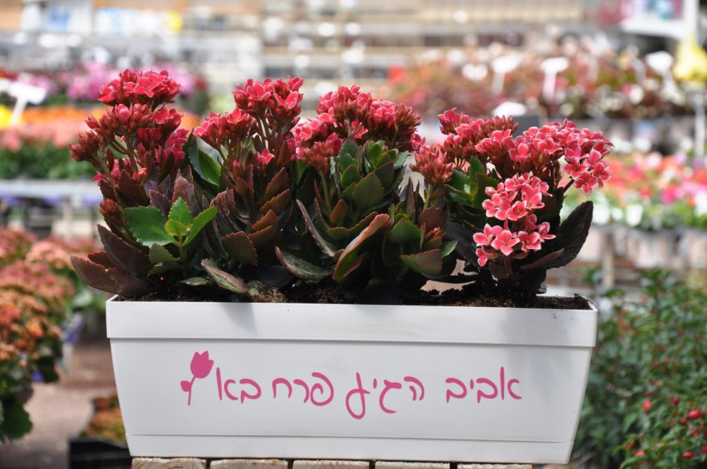 מתנה אביבית המתנה המושלמת והכי מקורית!