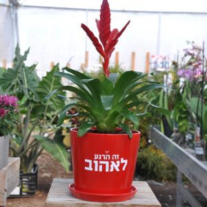 מתנה של אהבה! 