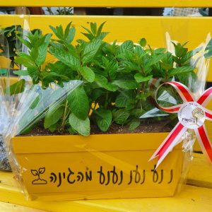 אדנית ממותגת נענע מהגינה מעכשיו קוטפים נענע ישירות לתה! תהנו!