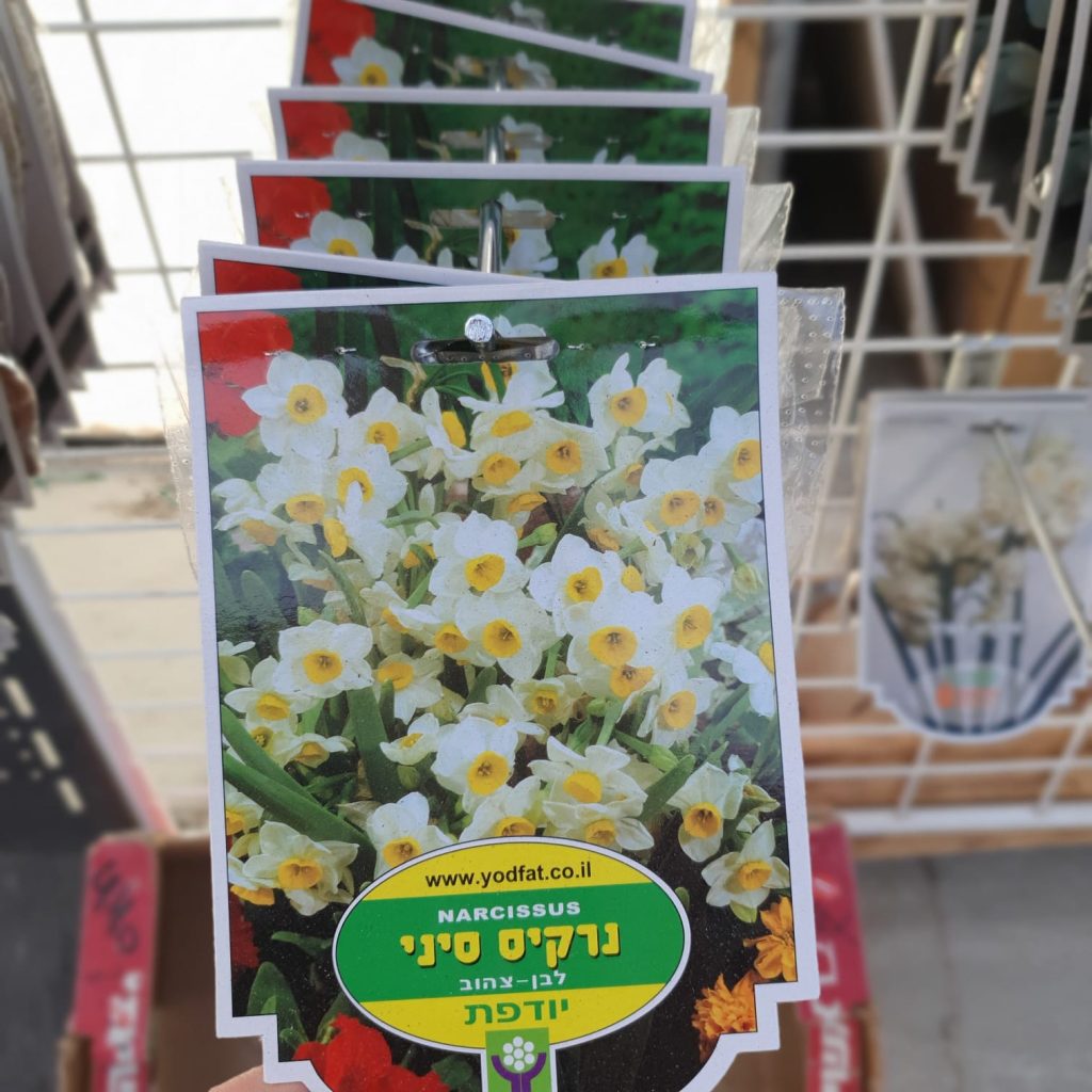 צמחי גינה ומרפסת, עונתי של חורף