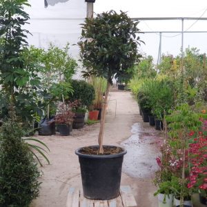 סיזיגיום מעוצב כדור על גזע 10 ליטר